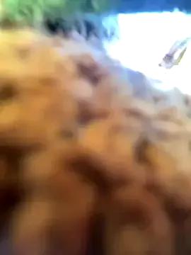 sammoura01 on StripChat 